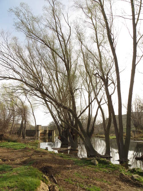 Las choperas en el azud de Huesa, junto a la desembocadura del río Marineta. Primavera 2015